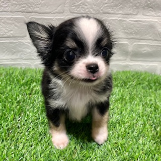 兵庫県のチワワ(ロング) (ワンニャンハウス西宮中央店/2025年8月29日生まれ/男の子/ブラックタンホワイト)の子犬の3枚目の画像