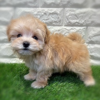 兵庫県のマルプー(マルチーズ×プードル) (ワンニャンハウス西宮中央店/2026年1月26日生まれ/男の子/アプリコット)の子犬の2枚目の画像