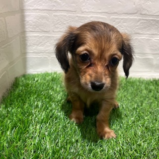 兵庫県のチワックス(チワワ×ダックス) (ワンニャンハウス西宮中央店/2025年8月31日生まれ/男の子/フォーン)の子犬の3枚目の画像