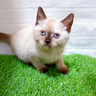 兵庫県のブリティッシュショートヘアー (ワンニャンハウス西宮中央店/2025年9月3日生まれ/女の子/シールポイント)の子猫の1枚目の画像