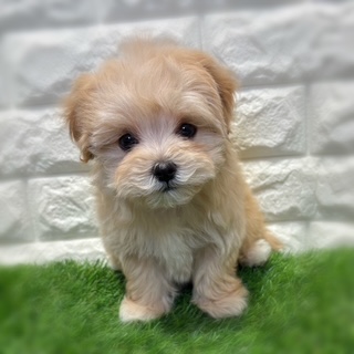 兵庫県のマルプー(マルチーズ×プードル) (ワンニャンハウス西宮中央店/2026年1月26日生まれ/男の子/アプリコット)の子犬の3枚目の画像