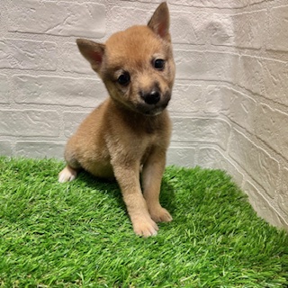 兵庫県の豆柴 (ワンニャンハウス西宮中央店/2025年7月28日生まれ/男の子/赤)の子犬の2枚目の画像