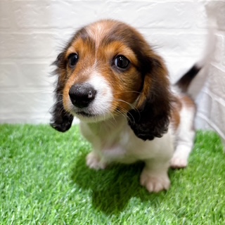 兵庫県のミニチュアダックスフンド(ロング) (ワンニャンハウス西宮中央店/2025年9月2日生まれ/男の子/シェーデットレッド)の子犬の2枚目の画像