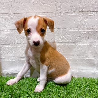 兵庫県のハーフ犬・ミックス犬 (ワンニャンハウス西宮中央店/2025年9月28日生まれ/男の子/フォーンホワイト)の子犬の2枚目の画像