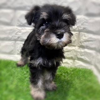 兵庫県のミニチュアシュナウザー (ワンニャンハウス西宮中央店/2026年1月24日生まれ/女の子/ブラックシルバー)の子犬の3枚目の画像