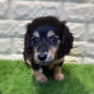 兵庫県のミニチュアダックスフンド(ロング) (ワンニャンハウス西宮中央店/2026年2月6日生まれ/男の子/ブラックタン)の子犬の3枚目の画像