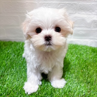 兵庫県のマルチーズ (ワンニャンハウス西宮中央店/2025年8月30日生まれ/女の子/ホワイト)の子犬の2枚目の画像