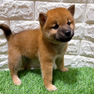 兵庫県の柴犬(標準サイズ) (ワンニャンハウス西宮中央店/2026年6月21日生まれ/男の子/赤)の子犬の3枚目の画像