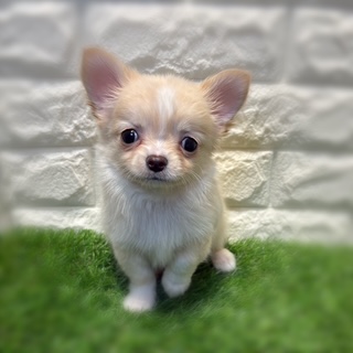 兵庫県のチワワ(ロング) (ワンニャンハウス西宮中央店/2026年2月1日生まれ/男の子/クリーム)の子犬の4枚目の画像