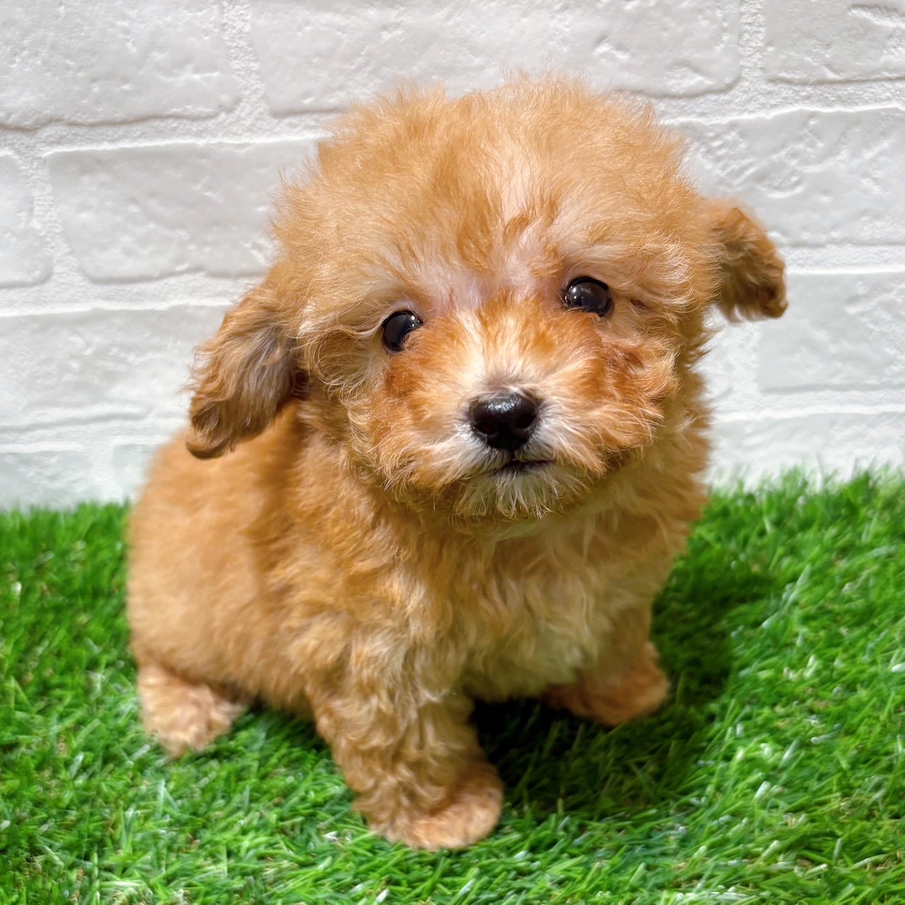 兵庫県のトイプードル(トイ) (ワンニャンハウス西宮中央店/2026年1月11日生まれ/男の子/オレンジフォーン)の子犬の1枚目の画像