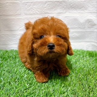 兵庫県のトイプードル(トイ) (ワンニャンハウス西宮中央店/2025年9月1日生まれ/男の子/レッド)の子犬の1枚目の画像