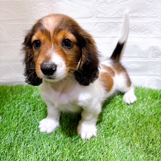 兵庫県のミニチュアダックスフンド(ロング) (ワンニャンハウス西宮中央店/2025年9月2日生まれ/男の子/シェーデットレッド)の子犬の4枚目の画像