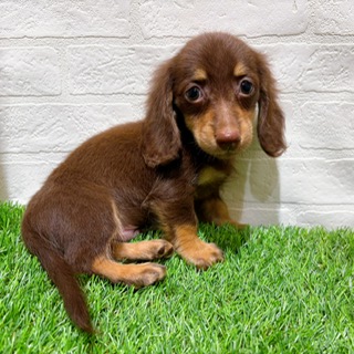 兵庫県のミニチュアダックスフンド(ロング) (ワンニャンハウス西宮中央店/2025年9月15日生まれ/男の子/チョコレートイエロー)の子犬の4枚目の画像