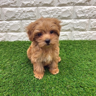 兵庫県のハーフ犬・ミックス犬 (ワンニャンハウス西宮中央店/2026年3月8日生まれ/女の子/アプリコット)の子犬の1枚目の画像