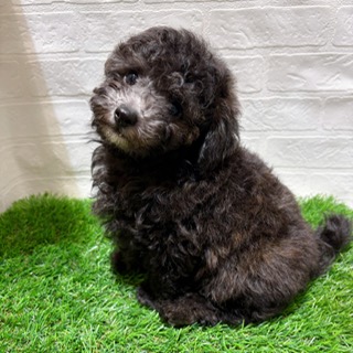 兵庫県のトイプードル(トイ) (ワンニャンハウス西宮中央店/2025年12月25日生まれ/男の子/シルバーフォーンマーキング)の子犬の4枚目の画像