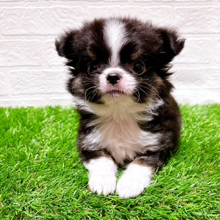 兵庫県のチワワ(ロング) (ワンニャンハウス西宮中央店/2025年12月1日生まれ/男の子/ブラッククリームホワイト)の子犬の1枚目の画像