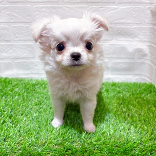 兵庫県のチワワ(ロング) (ワンニャンハウス西宮中央店/2025年10月17日生まれ/男の子/クリーム)の子犬の4枚目の画像