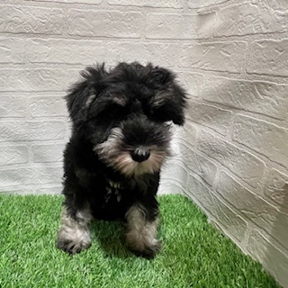 兵庫県のミニチュアシュナウザー (ワンニャンハウス西宮中央店/2025年9月11日生まれ/女の子/ブラックシルバー)の子犬の2枚目の画像