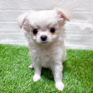 兵庫県のチワワ(ロング) (ワンニャンハウス西宮中央店/2025年10月17日生まれ/男の子/クリーム)の子犬の3枚目の画像