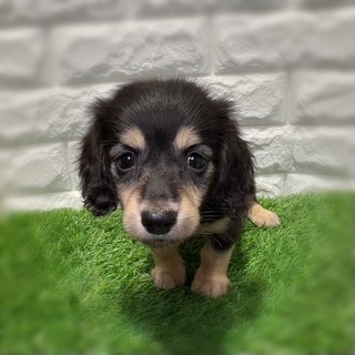 兵庫県のミニチュアダックスフンド(ロング) (ワンニャンハウス西宮中央店/2026年2月6日生まれ/男の子/ブラックタン)の子犬の1枚目の画像