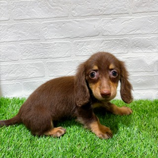 兵庫県のミニチュアダックスフンド(ロング) (ワンニャンハウス西宮中央店/2025年9月15日生まれ/男の子/チョコレートイエロー)の子犬の3枚目の画像