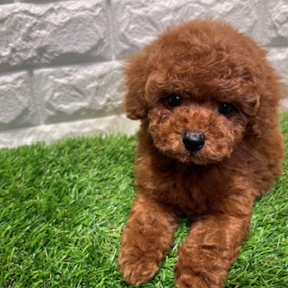 兵庫県のトイプードル(トイ) (ワンニャンハウス西宮中央店/2026年2月18日生まれ/男の子/レッド&フォーン)の子犬の4枚目の画像