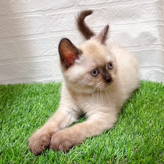 兵庫県のブリティッシュショートヘアー (ワンニャンハウス西宮中央店/2025年9月3日生まれ/女の子/シールポイント)の子猫の4枚目の画像