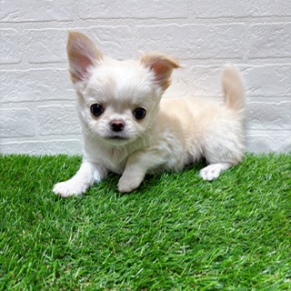 兵庫県のチワワ(ロング) (ワンニャンハウス西宮中央店/2025年11月14日生まれ/男の子/クリームホワイト)の子犬の3枚目の画像