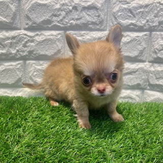 兵庫県のチワワ(ロング) (ワンニャンハウス西宮中央店/2026年2月1日生まれ/男の子/チョコレートフォーン)の子犬の2枚目の画像