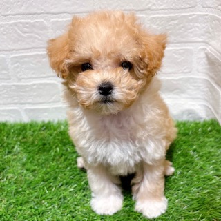 兵庫県のマルプー(マルチーズ×プードル) (ワンニャンハウス西宮中央店/2025年12月14日生まれ/男の子/クリーム)の子犬の1枚目の画像