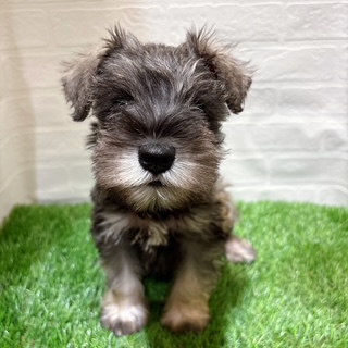 兵庫県のミニチュアシュナウザー (ワンニャンハウス西宮中央店/2025年9月1日生まれ/女の子/ソルトペッパー)の子犬の1枚目の画像