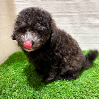 兵庫県のトイプードル(トイ) (ワンニャンハウス西宮中央店/2025年12月25日生まれ/男の子/シルバーフォーンマーキング)の子犬の2枚目の画像
