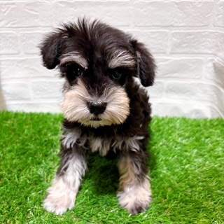 兵庫県のミニチュアシュナウザー (ワンニャンハウス西宮中央店/2025年12月22日生まれ/女の子/ブラックシルバー)の子犬の3枚目の画像