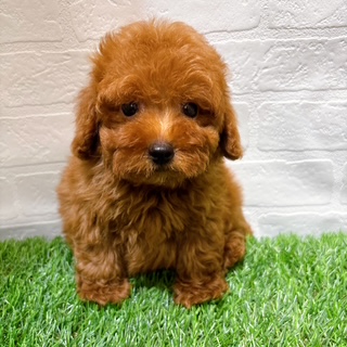 兵庫県のトイプードル(トイ) (ワンニャンハウス西宮中央店/2025年9月1日生まれ/男の子/レッド)の子犬の3枚目の画像