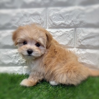 兵庫県のマルプー(マルチーズ×プードル) (ワンニャンハウス西宮中央店/2026年1月26日生まれ/男の子/アプリコット)の子犬の4枚目の画像
