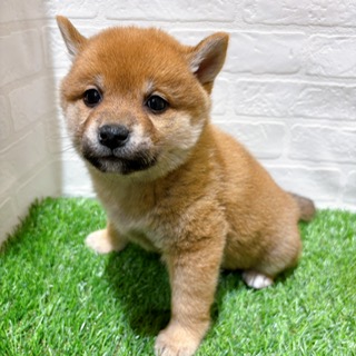 兵庫県の柴犬(標準サイズ) (ワンニャンハウス西宮中央店/2025年10月27日生まれ/女の子/赤)の子犬の2枚目の画像