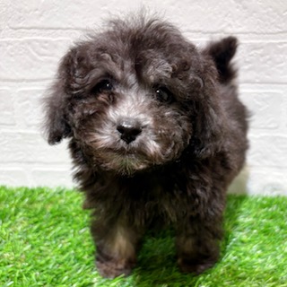 兵庫県のトイプードル(トイ) (ワンニャンハウス西宮中央店/2025年11月30日生まれ/男の子/グレーフォーンマーキング)の子犬の3枚目の画像