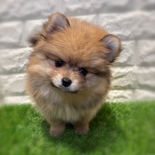 兵庫県のポメラニアン (ワンニャンハウス西宮中央店/2026年1月24日生まれ/女の子/オレンジセーブル)の子犬の3枚目の画像