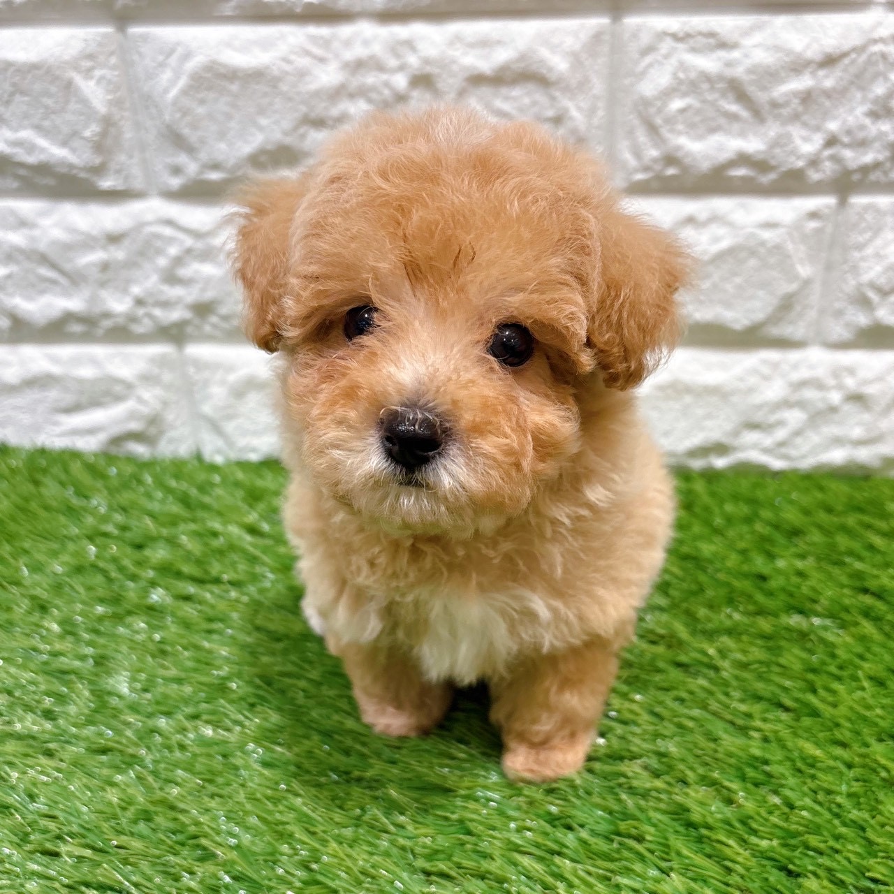 兵庫県のビションプー(ビションフリーゼ×プードル) (ワンニャンハウス西宮中央店/2026年4月13日生まれ/男の子/クリーム)の子犬の2枚目の画像