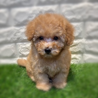 兵庫県のマルプー(マルチーズ×プードル) (ワンニャンハウス西宮中央店/2026年2月2日生まれ/男の子/クリーム)の子犬の3枚目の画像