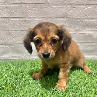 兵庫県のチワックス(チワワ×ダックス) (ワンニャンハウス西宮中央店/2025年8月31日生まれ/男の子/フォーン)の子犬の1枚目の画像