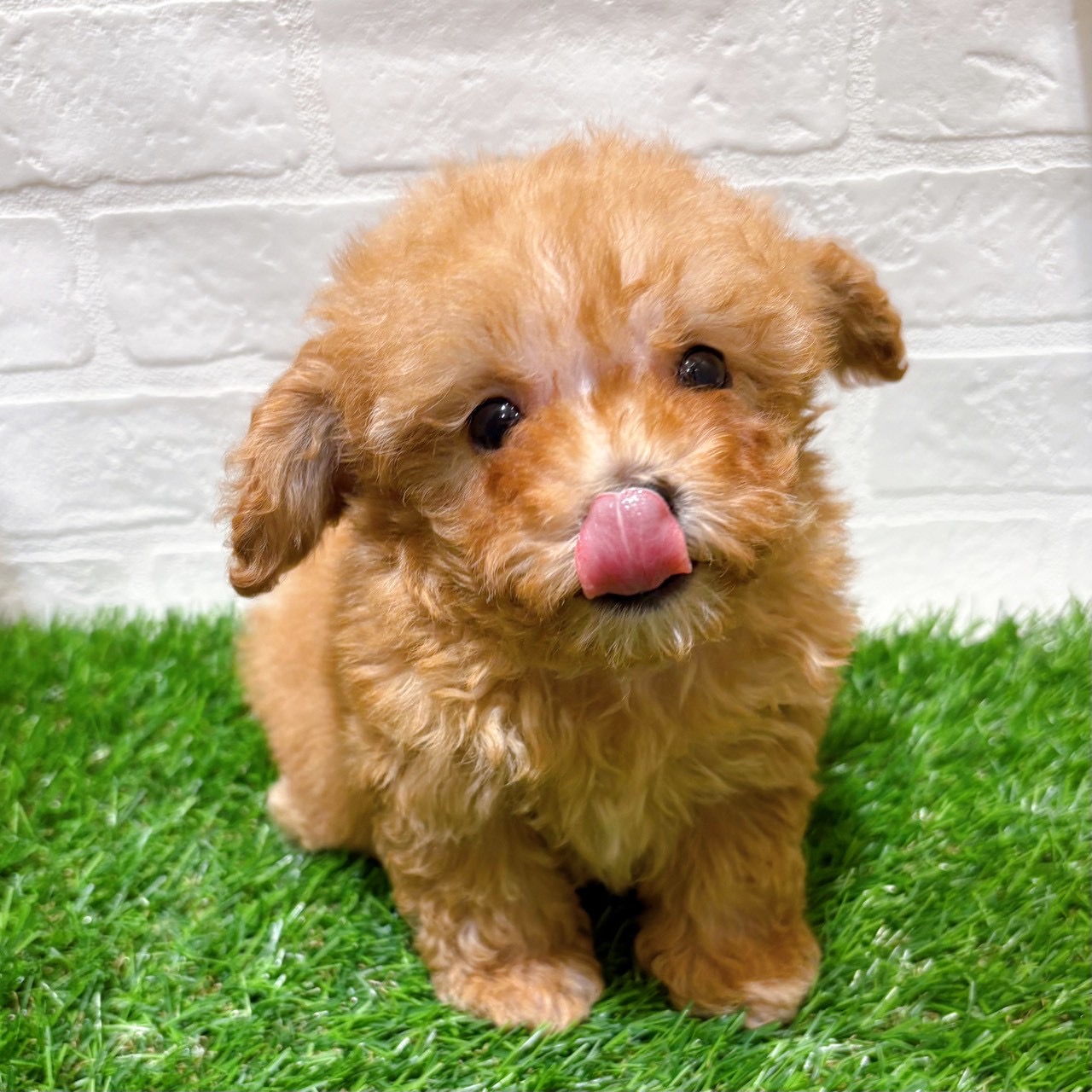 兵庫県のトイプードル(トイ) (ワンニャンハウス西宮中央店/2026年1月11日生まれ/男の子/オレンジフォーン)の子犬の4枚目の画像