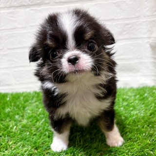 兵庫県のチワワ(ロング) (ワンニャンハウス西宮中央店/2025年12月1日生まれ/男の子/ブラッククリームホワイト)の子犬の2枚目の画像