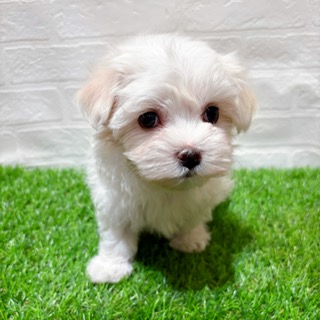 兵庫県のマルチーズ (ワンニャンハウス西宮中央店/2025年9月22日生まれ/女の子/ホワイト)の子犬の4枚目の画像