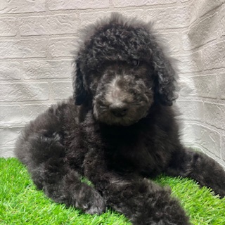 兵庫県のスタンダードプードル (ワンニャンハウス西宮中央店/2025年12月22日生まれ/男の子/グレー)の子犬の2枚目の画像