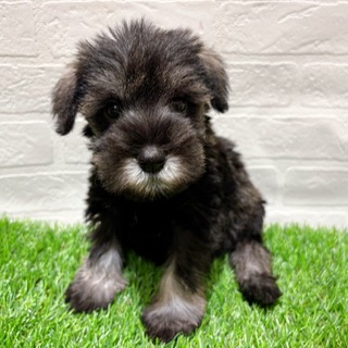 兵庫県のミニチュアシュナウザー (ワンニャンハウス西宮中央店/2025年11月9日生まれ/女の子/ソルトペッパー)の子犬の2枚目の画像