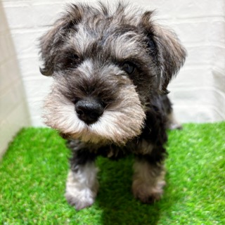 兵庫県のミニチュアシュナウザー (ワンニャンハウス西宮中央店/2025年12月15日生まれ/男の子/ソルトペッパー)の子犬の2枚目の画像