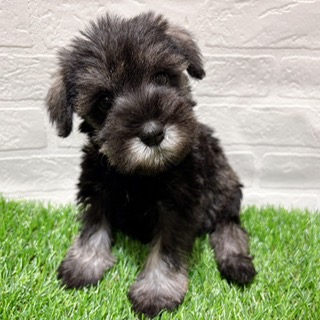 兵庫県のミニチュアシュナウザー (ワンニャンハウス西宮中央店/2025年11月9日生まれ/女の子/ソルトペッパー)の子犬