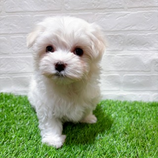 兵庫県のマルチーズ (ワンニャンハウス西宮中央店/2025年9月22日生まれ/女の子/ホワイト)の子犬の2枚目の画像