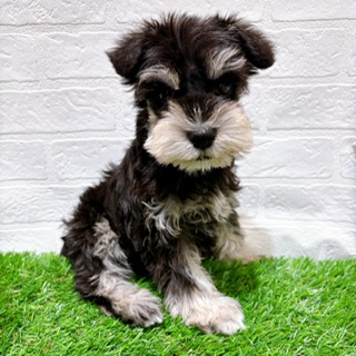 兵庫県のミニチュアシュナウザー (ワンニャンハウス西宮中央店/2025年12月22日生まれ/女の子/ブラックシルバー)の子犬の2枚目の画像